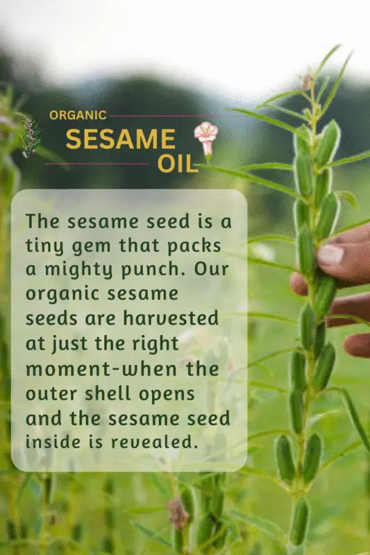 Freshly harvested organic sesame seeds used in Champi Oil products.